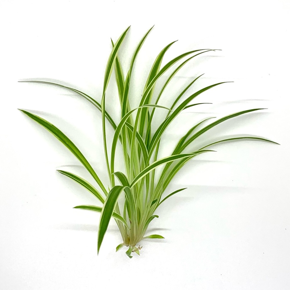Free with Bundle! Baby Spider Plant